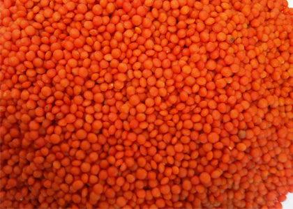 Kırmızı Mercimek